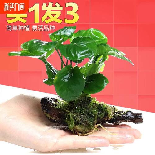 鱼缸造景套餐阴性水榕沉