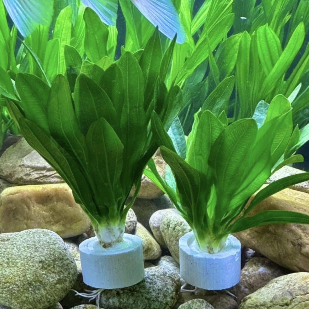 水草套餐好养耐活真水草植物水族宠物大叶绿九冠鱼缸水草造景,鲜花速递/花卉仿真/绿植园艺,海藻球,淘宝优惠券,粉丝福利购,淘宝优惠卷