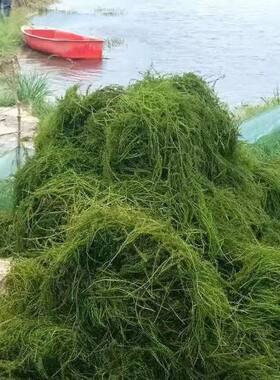 伊乐藻吃不败成草小龙虾