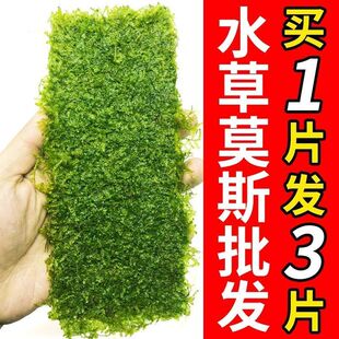 鱼缸莫斯水草植物活体慕斯片散装 莫丝树球沉木大三角垂泪前景造景