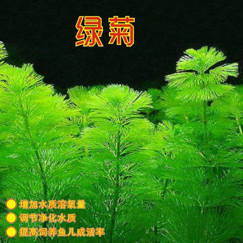 金鱼藻水草蜈蚣草鱼缸造景绿菊水族水草孔雀鱼鱼缸鱼草真草净化水,宠物/宠物食品及用品,造景/装饰,淘宝优惠券,粉丝福利购,淘宝优惠卷