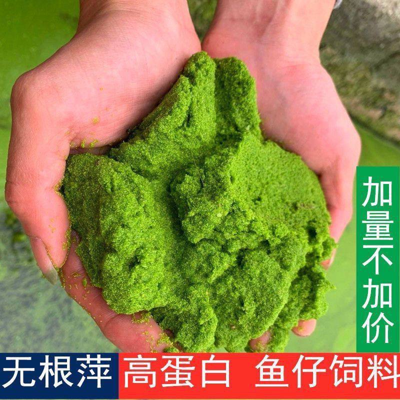 基地直发无根萍卵萍水蚤萍针尖萍超小迷你浮萍池塘养殖饲料萍蛋,鲜花速递/花卉仿真/绿植园艺,海藻球,淘宝优惠券,粉丝福利购,淘宝优惠卷