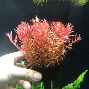 红色水草水下叶红蝴蝶红雨伞大红叶红菊红松尾小红莓紫丁香红宫廷