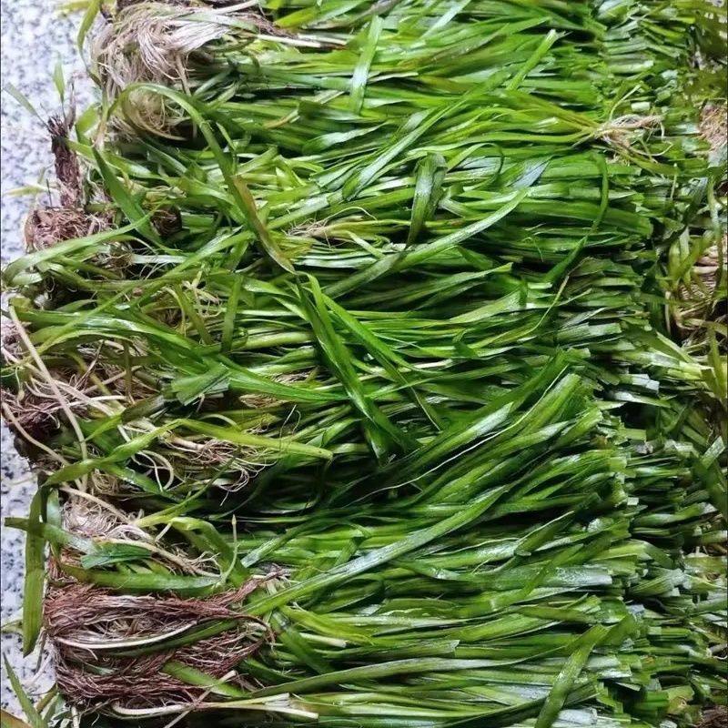 四季常青矮叶苦草长叶苦草扁担草鱼虾蟹养殖增氧净化水质,鲜花速递/花卉仿真/绿植园艺,海藻球,淘宝优惠券,粉丝福利购,淘宝优惠卷