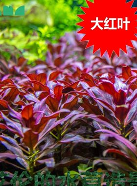 5棵大红叶水草 前景后景红草草缸造景阳性粘沉木红色水草淡水易养