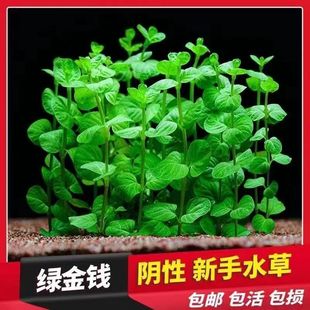 绿金钱水草中后景鱼缸造景陶瓷环火山石沉底环水培水生植物好养