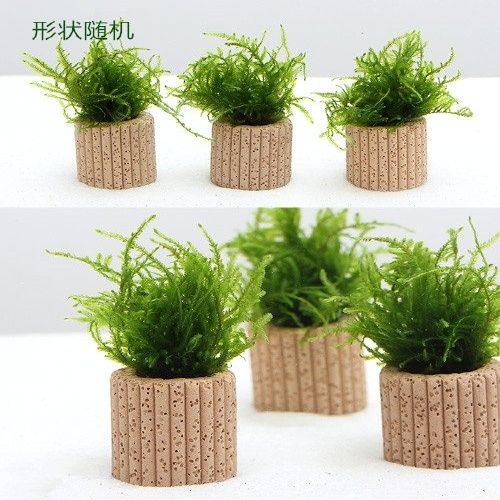 三角莫斯定植虾缸水草观北鳉繁殖鱼缸水草造景装饰易养新手入门草,宠物/宠物食品及用品,造景/装饰,淘宝优惠券,粉丝福利购,淘宝优惠卷