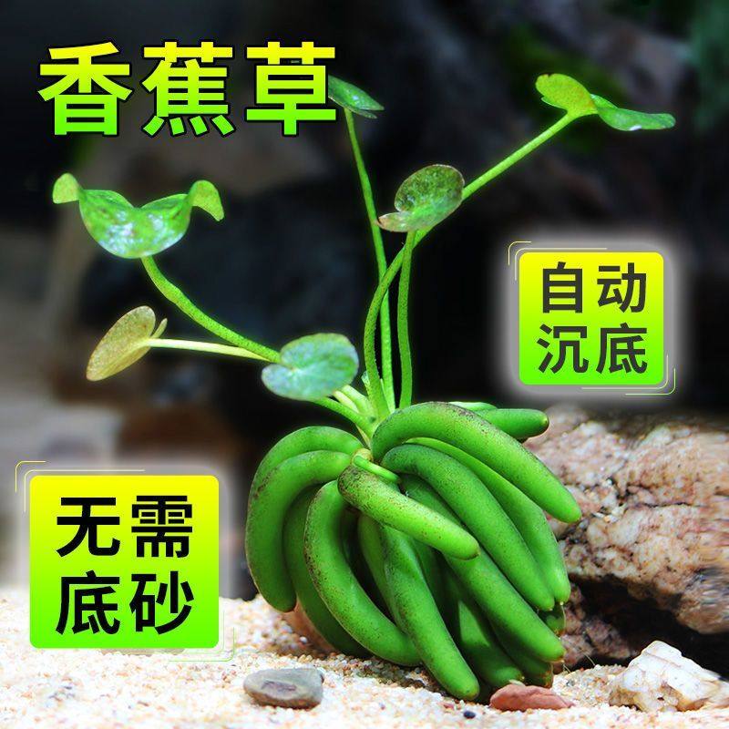 鱼缸水草植物造景香蕉草结蕉草懒人鱼缸活体淡水草装饰前景真水草,鲜花速递/花卉仿真/绿植园艺,海藻球,淘宝优惠券,粉丝福利购,淘宝优惠卷
