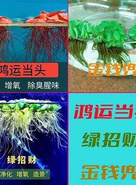 净化水质水草组合绿观赏