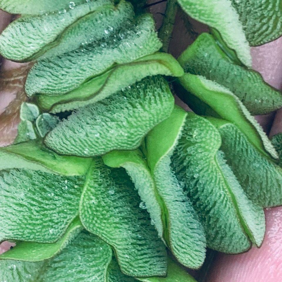 象耳萍水培浮萍水草室外便宜小鱼稀奇古怪的植物鱼池增氧室内绿植,鲜花速递/花卉仿真/绿植园艺,海藻球,淘宝优惠券,粉丝福利购,淘宝优惠卷