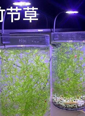 水族鱼草竹节草适合新手