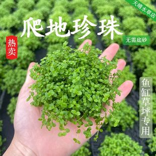 鱼缸懒人造景前景真水草爬地矮珍珠坨迷你阴性活体无需底沙趴地陀