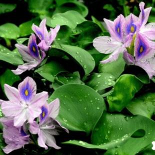 水葫芦浮萍水草净化水质养龟养鱼造景庭院水池水浮莲水声植物养殖