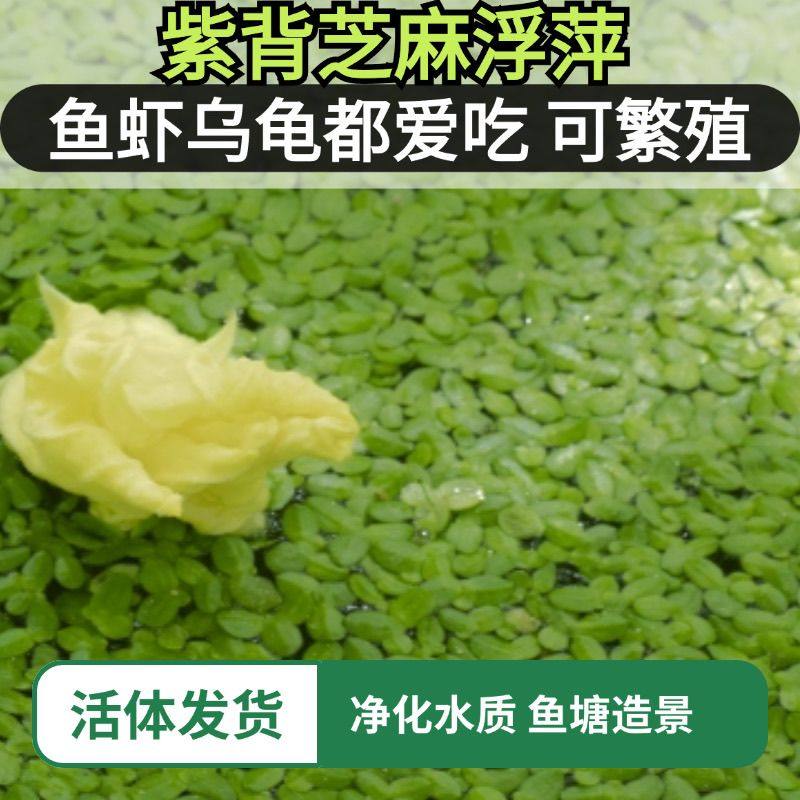 浮萍紫背浮萍水草养鱼植物鱼缸水质养龟净化芝麻造景鱼塘景观水培,鲜花速递/花卉仿真/绿植园艺,海藻球,淘宝优惠券,粉丝福利购,淘宝优惠卷