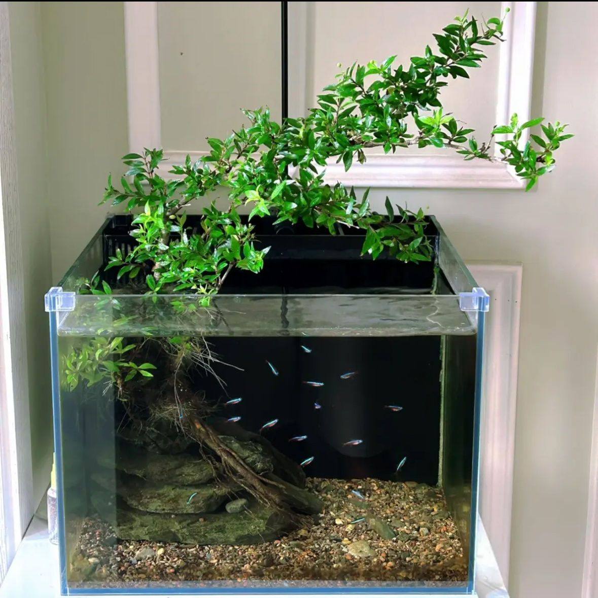 水杨梅原生态水培水生植物老桩鱼缸水陆缸雨淋缸造景懒人绿植净化,宠物/宠物食品及用品,造景/装饰,淘宝优惠券,粉丝福利购,淘宝优惠卷