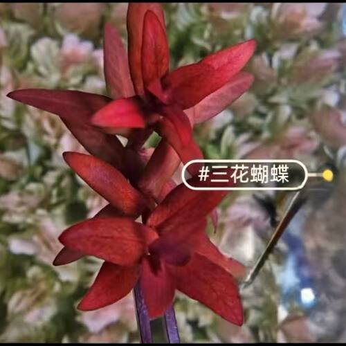 三花蝴蝶水草稀有高端净