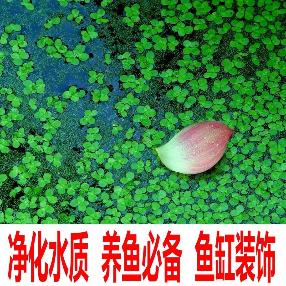 芝麻浮萍喂鱼喂龟水草造景小叶萍好养净化水质池塘鱼缸水培小浮萍,宠物/宠物食品及用品,造景/装饰,淘宝优惠券,粉丝福利购,淘宝优惠卷