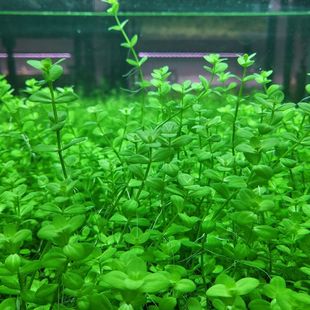 西瓜对叶绿色水草造景水草缸鱼缸增氧水下叶无根打头草好养新手