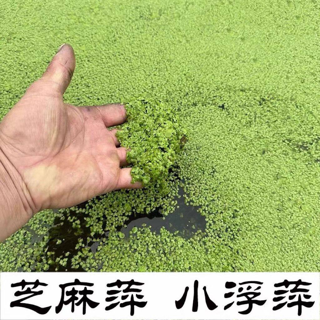 四斤芝麻鱼缸浮萍养龟小青萍小叶造景养鱼净化鱼塘水质景观水草,鲜花速递/花卉仿真/绿植园艺,海藻球,淘宝优惠券,粉丝福利购,淘宝优惠卷
