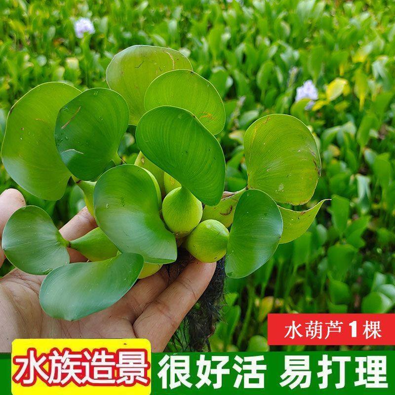 水葫芦鱼缸造景庭院净化水质养鱼水草养龟绿化植物水培养殖浮萍,宠物/宠物食品及用品,造景/装饰,淘宝优惠券,粉丝福利购,淘宝优惠卷