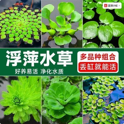 鱼缸浮萍水草活体植物四