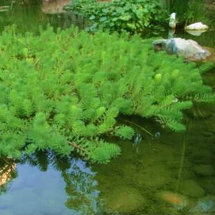 粉绿狐尾藻大聚藻浮水草生长快不用泥环保用草美观