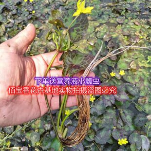 龟背一叶莲水生水培荇菜植物鱼缸水草浮萍花卉四季微造景观绿植