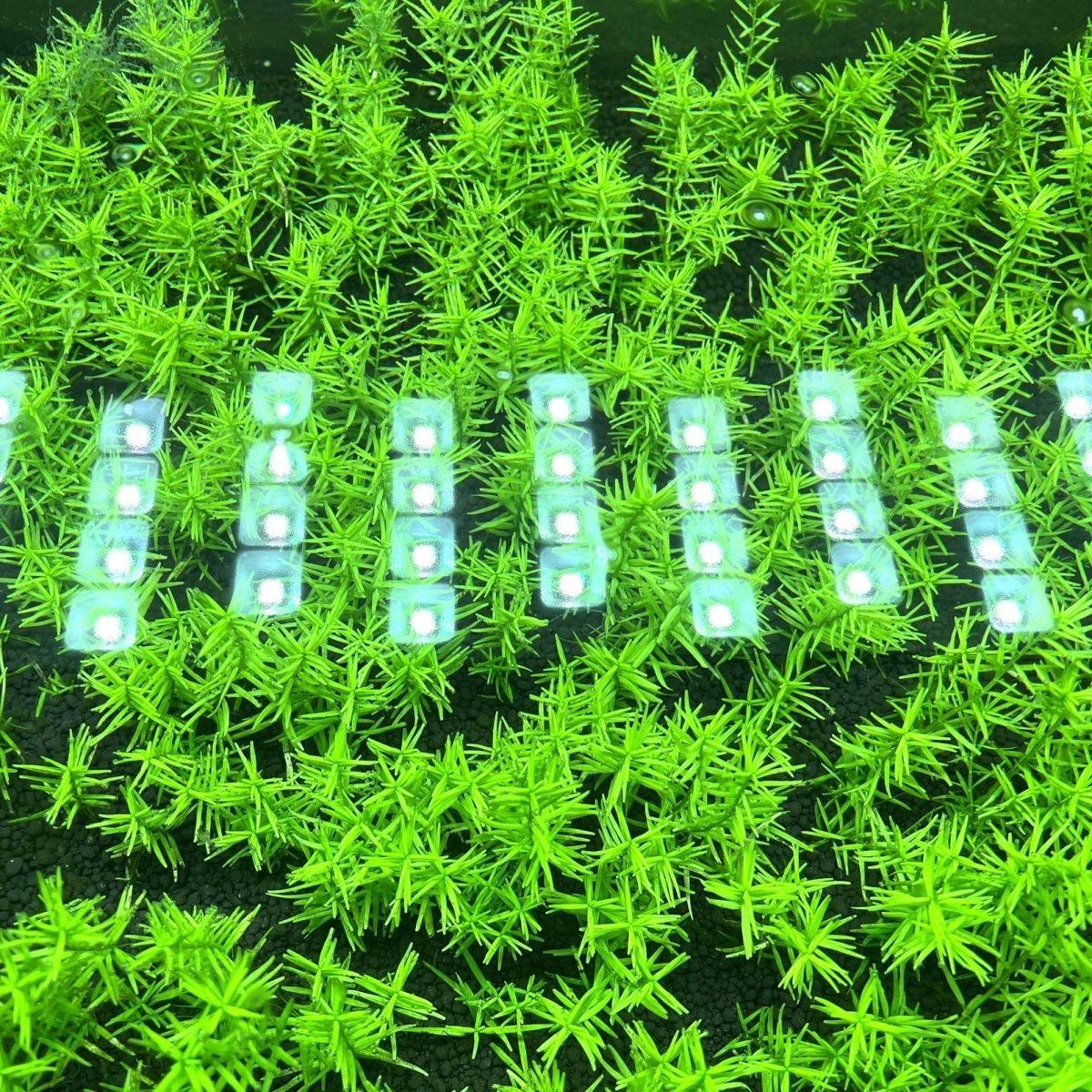 新手绿宫廷水下叶打头草荷兰景草缸中后景无碳可养水草增氧净化,鲜花速递/花卉仿真/绿植园艺,海藻球,淘宝优惠券,粉丝福利购,淘宝优惠卷