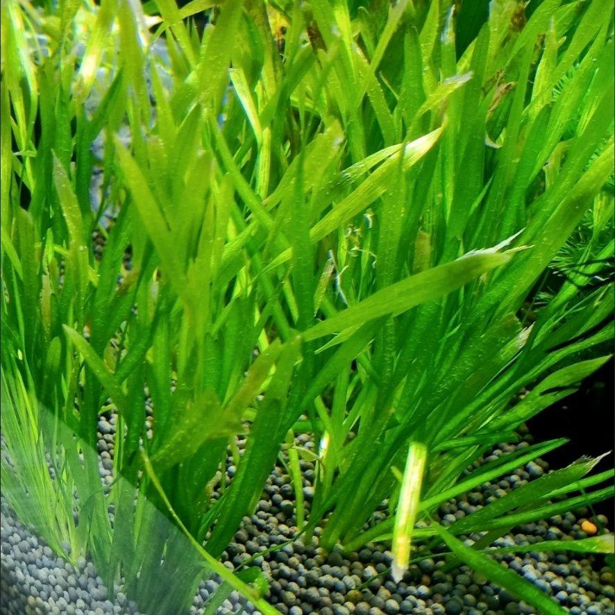 四季青矮生苦草耐高温耐寒工程水质鱼虾蟹养殖鱼缸草专用净化水质,鲜花速递/花卉仿真/绿植园艺,海藻球,淘宝优惠券,粉丝福利购,淘宝优惠卷