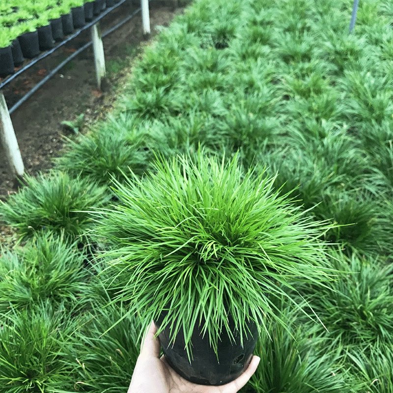 菖蒲微型盆景金钱黄金姬虎须菖蒲绿植草水培附石盆景
