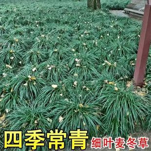 细叶麦冬草庭院绿化植物中叶四季常青耐寒别墅沿阶草玉龙草麦冬草