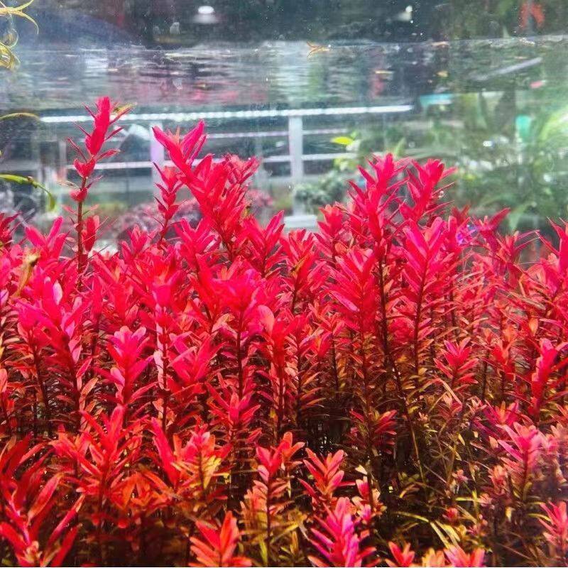 新手绿宫廷血红宫廷新加坡宫廷水草水下鱼缸荷兰景增氧懒人净化