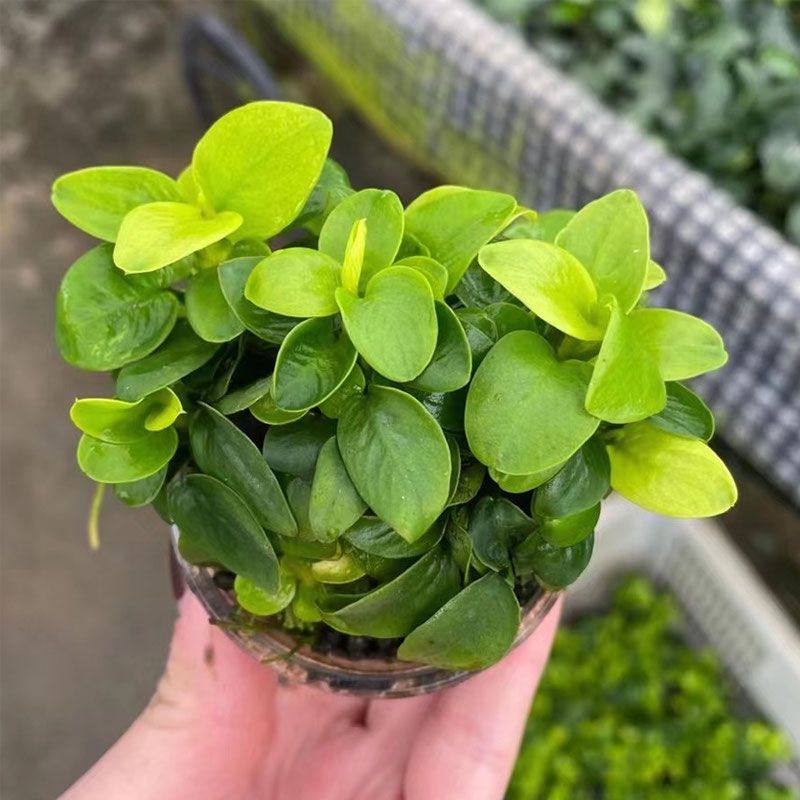 迷你黄金榕果冻杯水榕鱼缸造景水草场直发懒人水培增氧阴性淡水草,宠物/宠物食品及用品,造景/装饰,淘宝优惠券,粉丝福利购,淘宝优惠卷