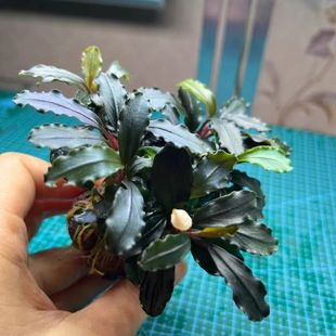 幽灵鱼缸辣椒蓝精灵布朗榕野株植物水下沉木造景迷你水草阴性懒人