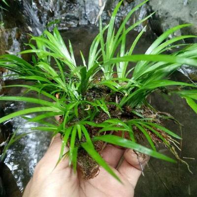 石菖蒲附石龙根草水培盆