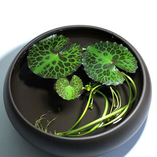 龟背荇菜黄花睡莲鱼缸浮萍水草活体植物浮性净化水质微景观水族草