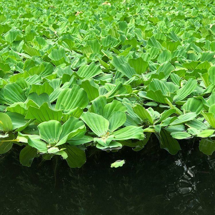 水芙蓉鱼缸造景养龟养鱼缸净化水质水草漂浮水生植物水面水水芙蓉,鲜花速递/花卉仿真/绿植园艺,海藻球,淘宝优惠券,粉丝福利购,淘宝优惠卷