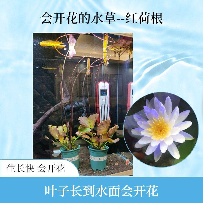 鱼缸水草植物真草懒人水族箱中后景红荷根造景淡水活体阴性净化水,宠物/宠物食品及用品,造景/装饰,淘宝优惠券,粉丝福利购,淘宝优惠卷