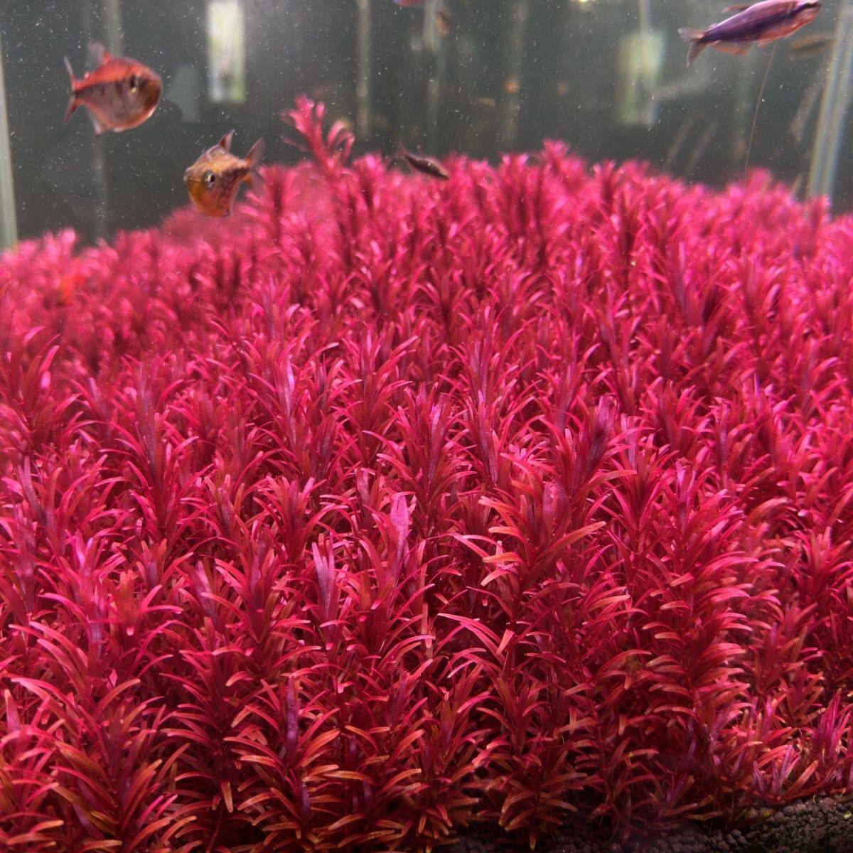 新加坡红宫廷水草组合新手鱼缸后景荷兰无菌杯造景懒人丹麦红宫廷