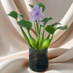 水培植物水养招财镇宅旺财绿植家用乔迁水培水草造景装饰摆件用品