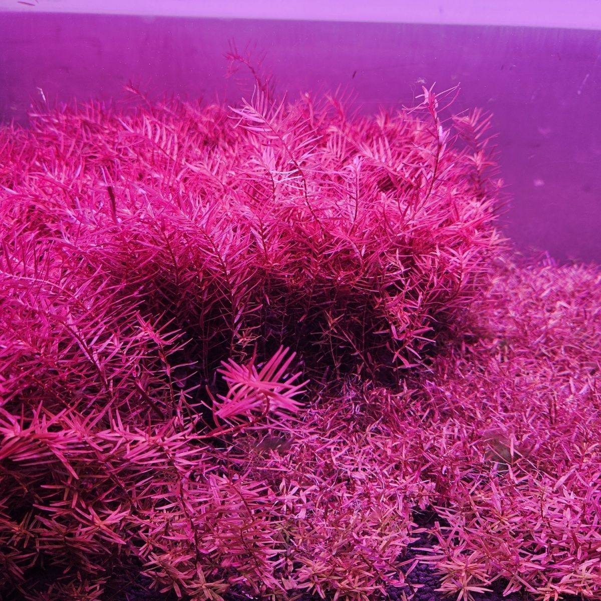 正宗趴地血红宫廷水草自养水下叶中后景草爬地血红宫廷水培草需碳,鲜花速递/花卉仿真/绿植园艺,海藻球,淘宝优惠券,粉丝福利购,淘宝优惠卷