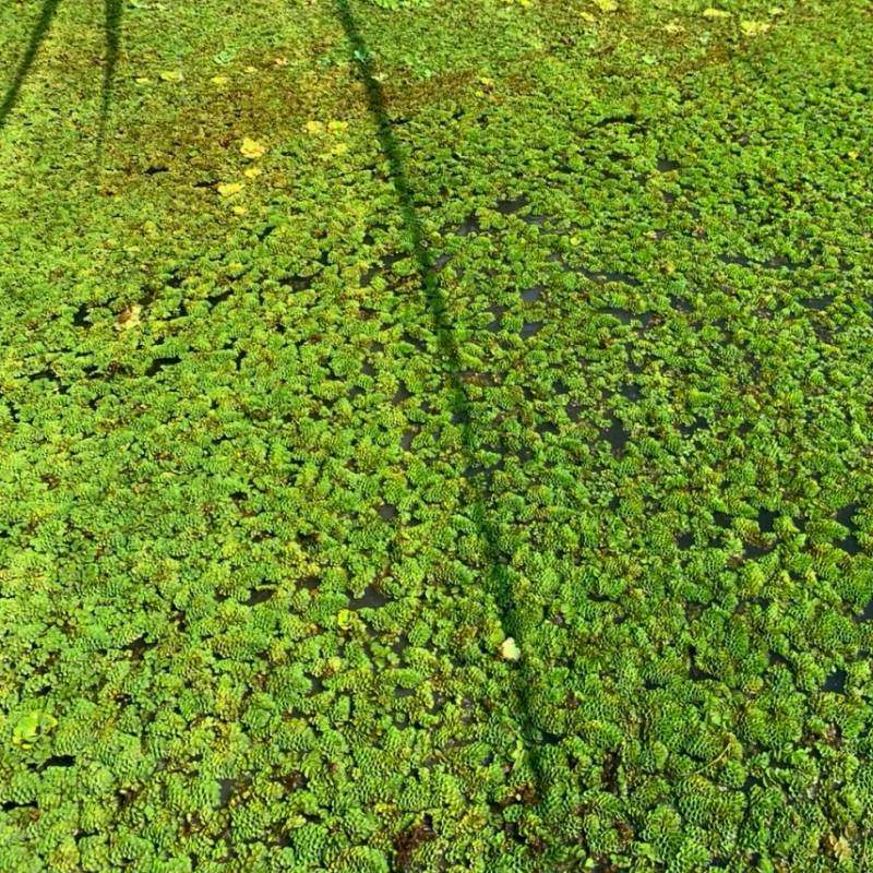 浮萍养鱼养虾鱼缸造景槐叶懒人水草浮萍微景观植物净化水质肚兜萍,鲜花速递/花卉仿真/绿植园艺,海藻球,淘宝优惠券,粉丝福利购,淘宝优惠卷