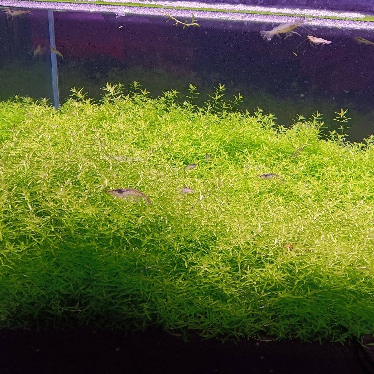 新手日本高珍珠草日本珍珠草纯水下叶打头草无碳荷兰景水草开缸,鲜花速递/花卉仿真/绿植园艺,海藻球,淘宝优惠券,粉丝福利购,淘宝优惠卷