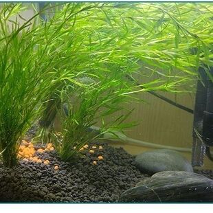 网红同款鱼草竹节草印度竹节真草净化水质增氧孔雀鱼避难所躲避屋