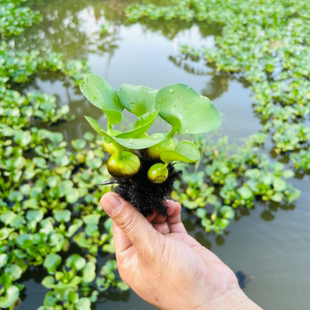 水葫芦植物净化水质水中植物水养乌龟增氧鱼池水培易活懒人水草