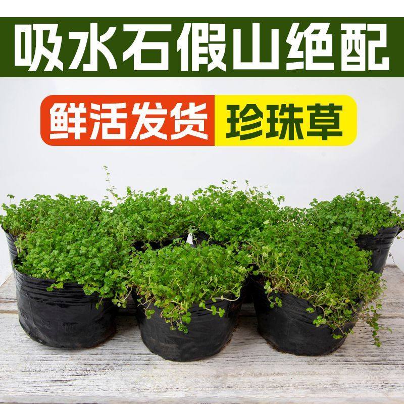珍珠草假山吸水石植物景观草配草苔藓石头草盆景铺面假山美化绿植,鲜花速递/花卉仿真/绿植园艺,海藻球,淘宝优惠券,粉丝福利购,淘宝优惠卷