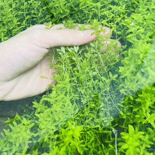 新手水草水草草缸造景阴性水草懒人水草中后景草无需C02增氧水草