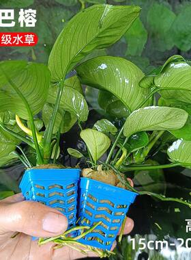 鱼缸真草沉木小水榕淡水
