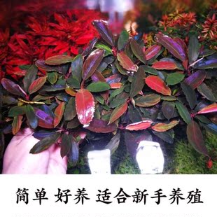 辣椒榕蓝精灵水榕水草活体懒人沉木水草鱼缸造景装饰入门淡水植物