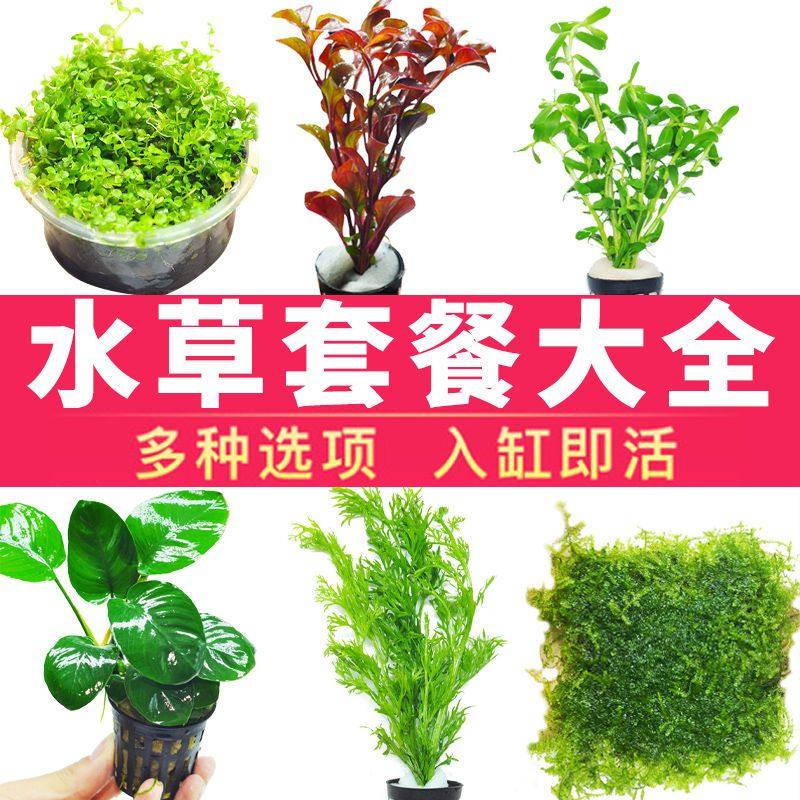增氧水草套餐阴性莫斯绿菊蜈蚣鱼缸造景淡水植物活体趴地矮珍珠,宠物/宠物食品及用品,造景/装饰,淘宝优惠券,粉丝福利购,淘宝优惠卷